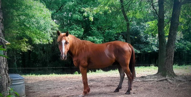 Best mane and tail comb!