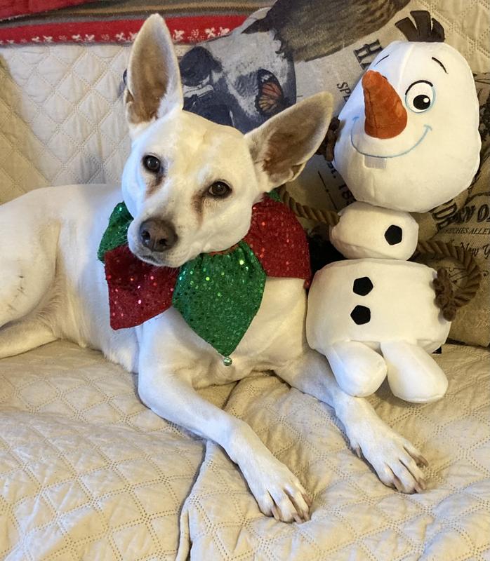 Disney Frozen's Olaf Plush with Rope Squeaky Dog Toy