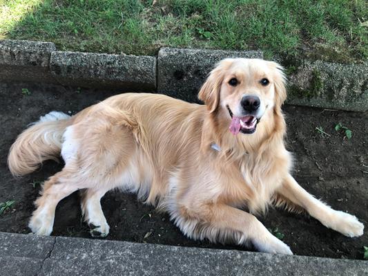 Chewy royal hotsell canin golden retriever