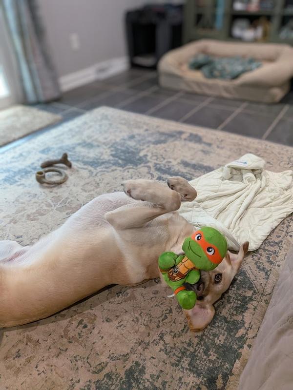 So much fun Tito just plays with his ninja turtle all day long!