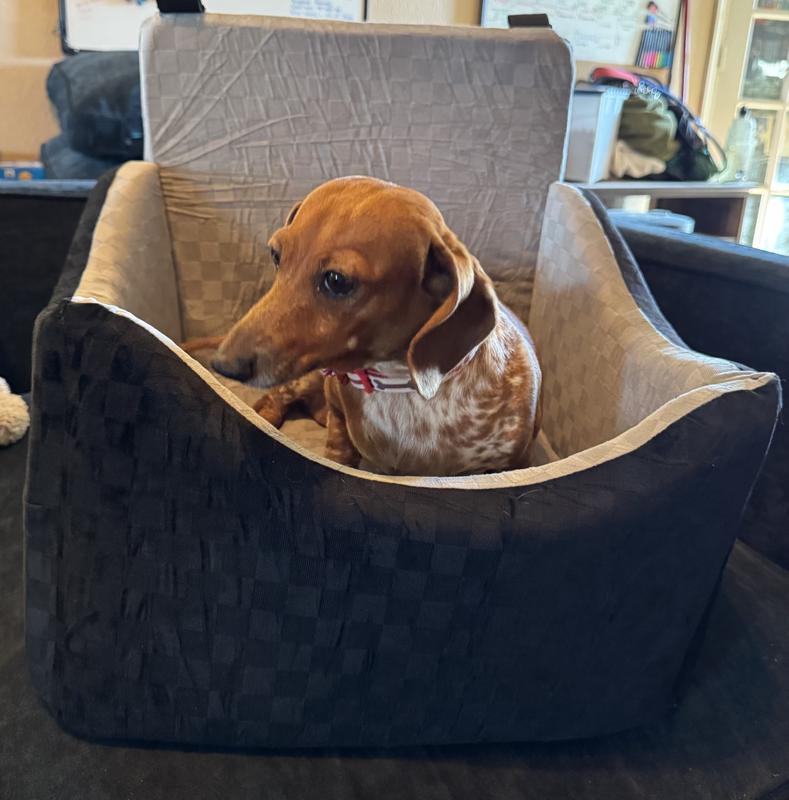Molly even enjoys sitting in her car seat when it’s inside!