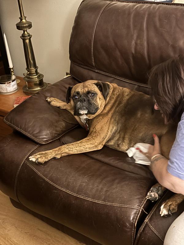 Cinnamon didn’t like Minnie cutting line. But her itchy belly likes the wipes. She’s still perturbed lol