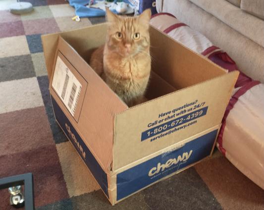 He loves the boxes too!