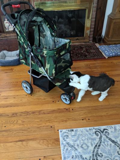 Vivo 3 wheel on sale dog & cat stroller