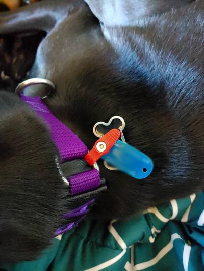 Freeze tag outlet pet tag holder