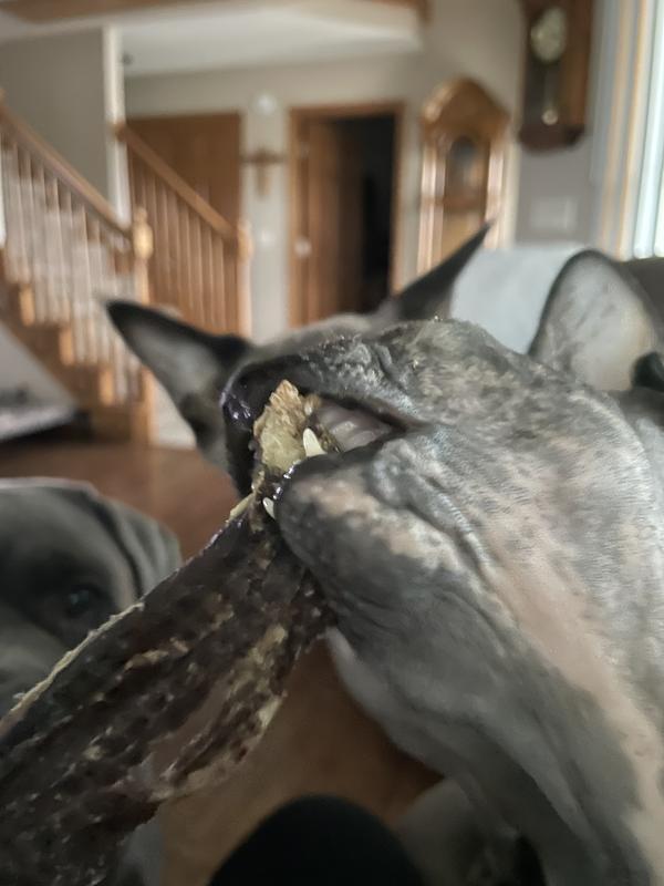 Tessa (cat) loves them.