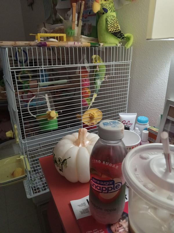 Always a climber playing with his toys and swinging on his swing.