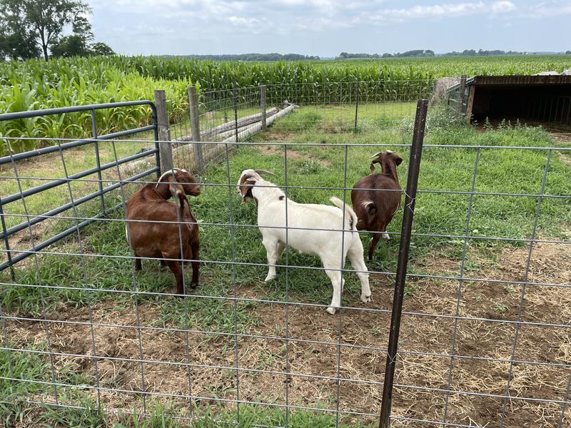 Some of our goats that have tried it