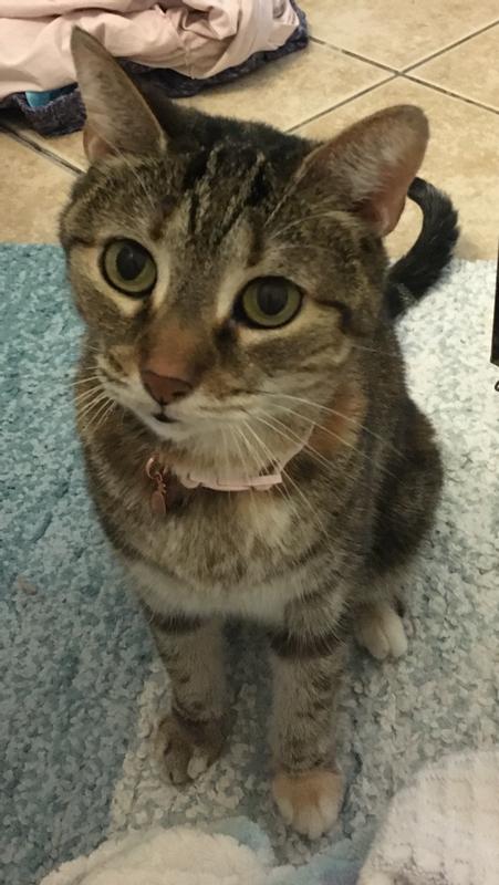 i dont have a photo of the product, but i do pay my cat tax!