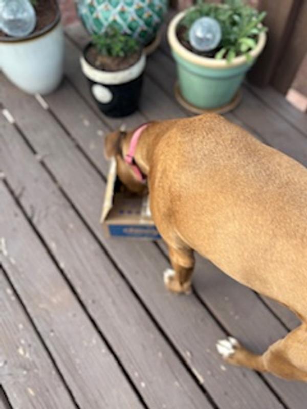 The box arrived and Callie knew what it was right away - A CHEWY goodie!