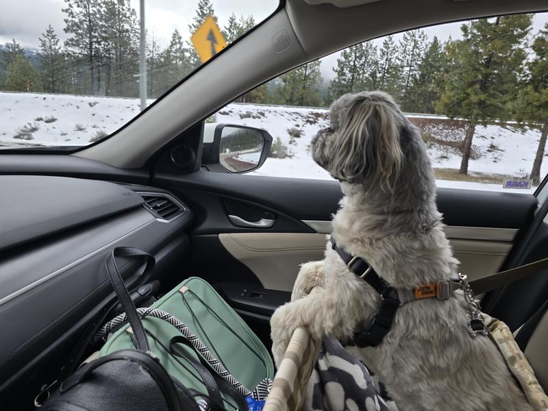 Gryff seeing his first snow
