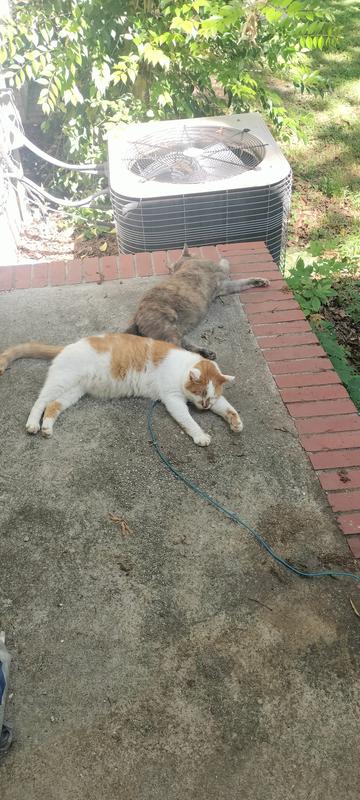 Phoenix (orange/white) loves being outside with his partner Shadow