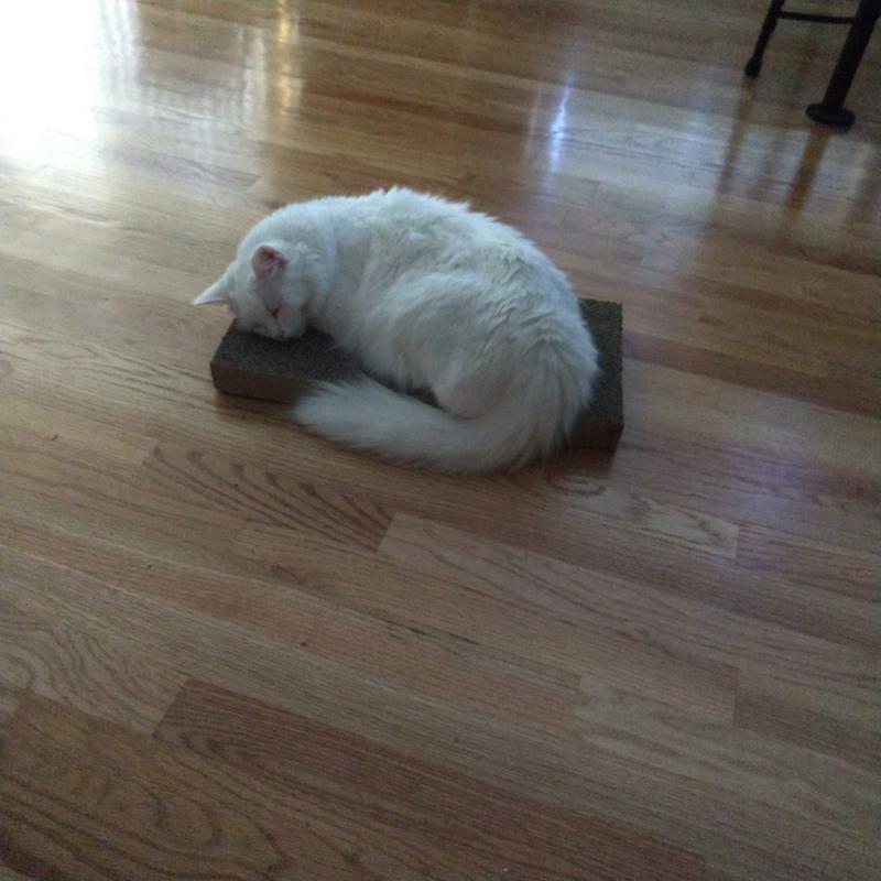 FRISCO DoubleWide Cat Scratcher Toy Refill with Catnip, 4 count