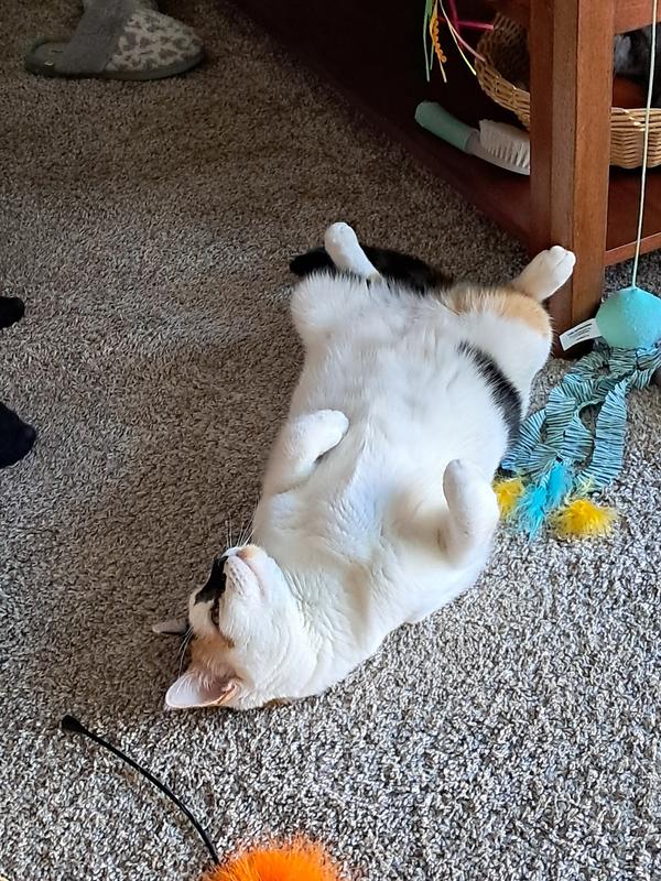 phoebe playing with new chewy toys