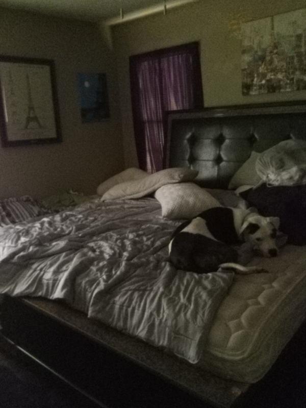 Unable to make the bed as they are obsessed with the comforter