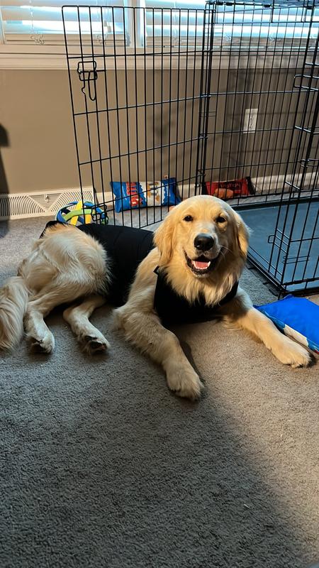 Dog Recovery Suits Review - Whole Dog Journal