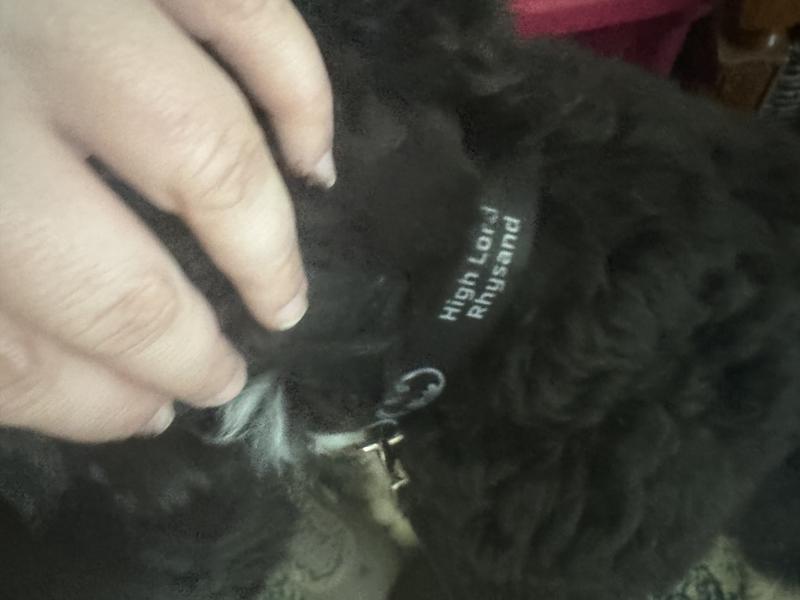 Bought for my bat boy (ACOTAR ppl)