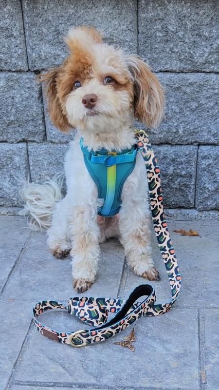 Printz and his Beckett Leash