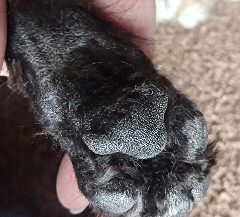 After trimming her paw