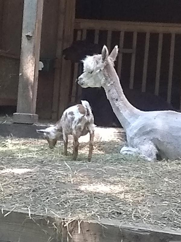 Relaxed Benelli with his another buddy Raphael