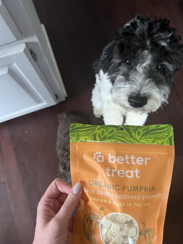 These girls LOVE ‘a better treat’ freeze dried treats and the organic pumpkin treats were no different! It’s pumpkin season all year long in this house!