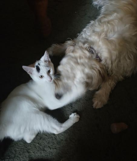 Stella with her feline buddy Dizzy