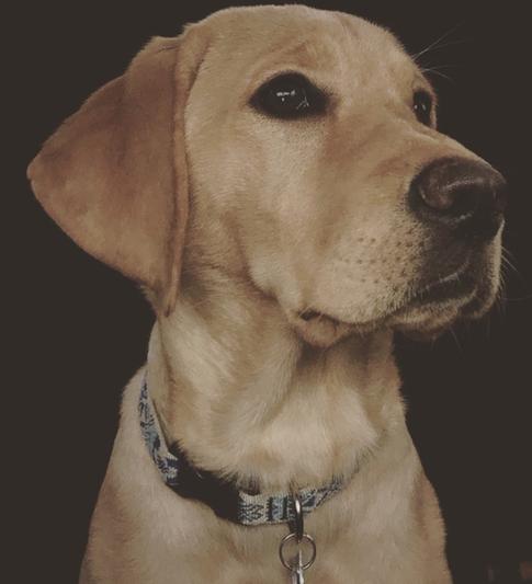 My Pup Marley