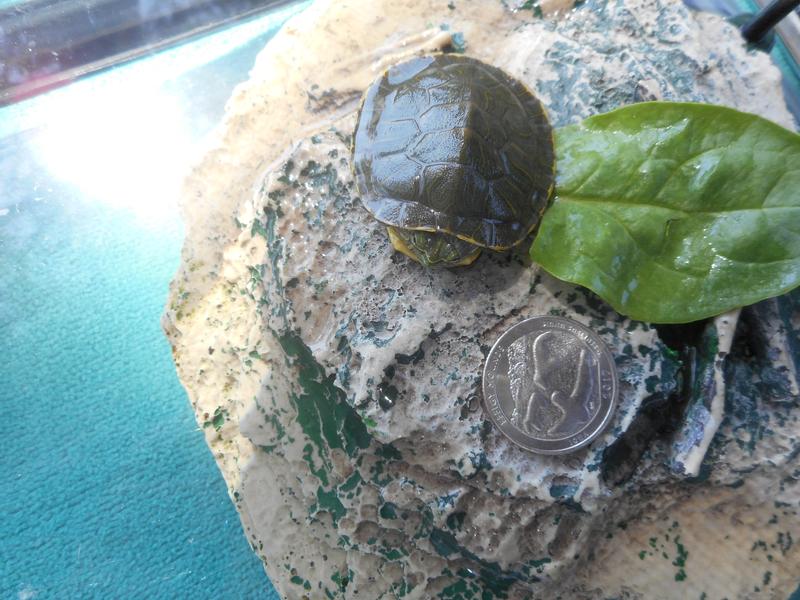 Baby Cricket and her piece of spinach