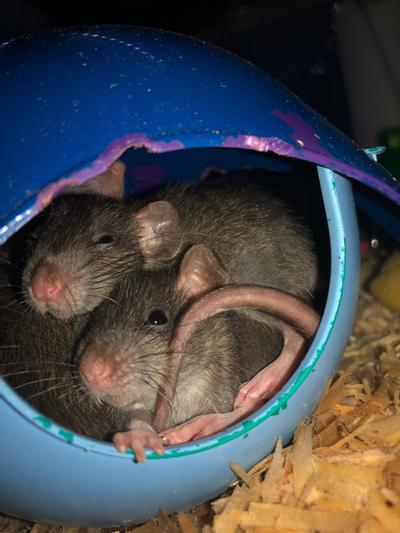 Momma and three of her babies sleeping together In small space pod!