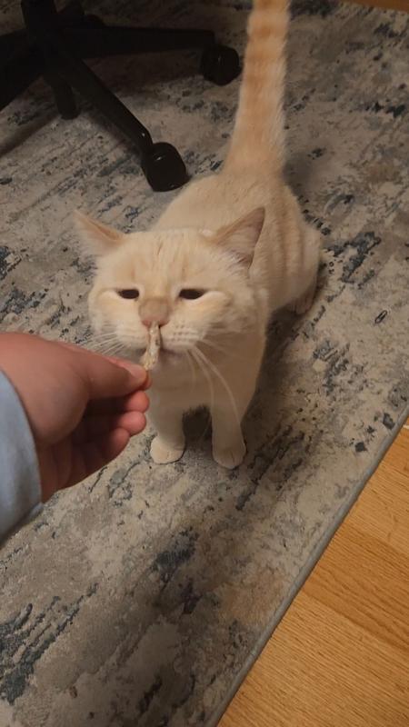 Vital Essentials Salmon Bites Freeze-Dried Raw Cat Treats