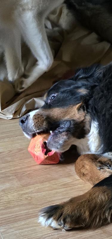 Ludo trying to roll a saving throw.