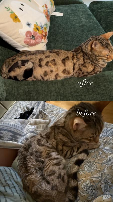 After and Before Chlorambucil!