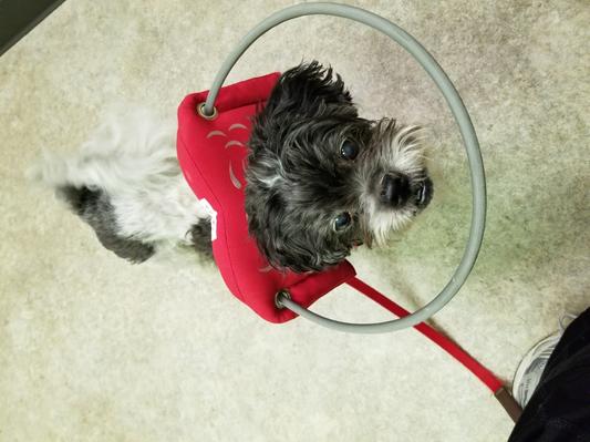 Muffin's Halo For Blind Dogs