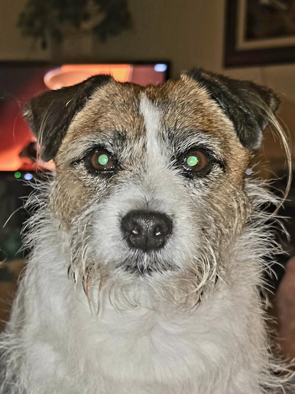 Wellness meatball treats 😋 are yummy 😋!