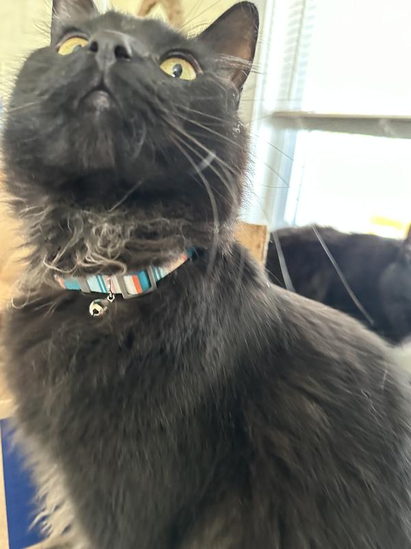 Dwight K Snoot showing off his new collar