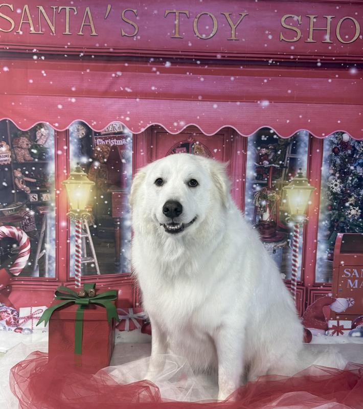 Merry Christmas no shock for me