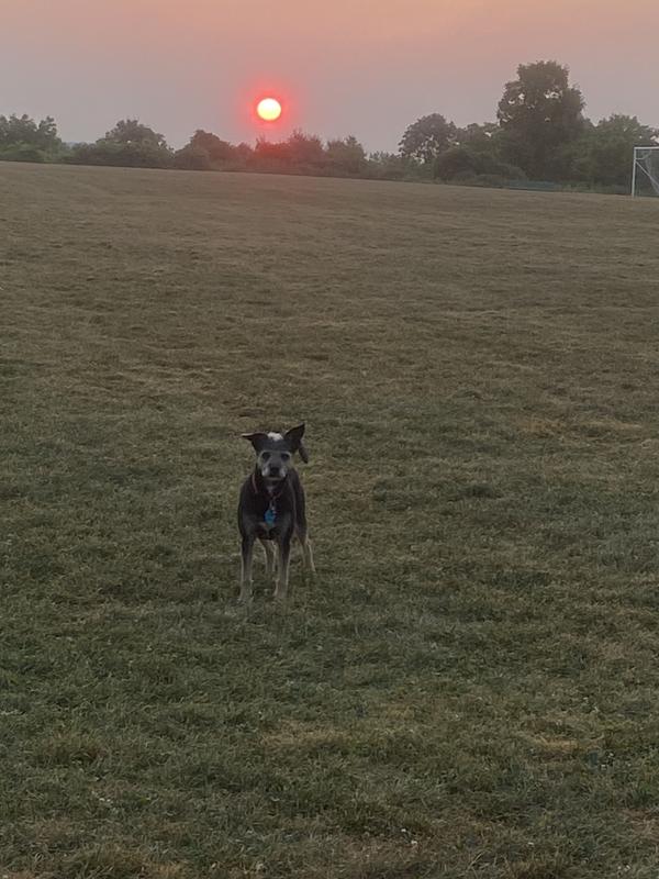 Sunrise walk - first of the day.