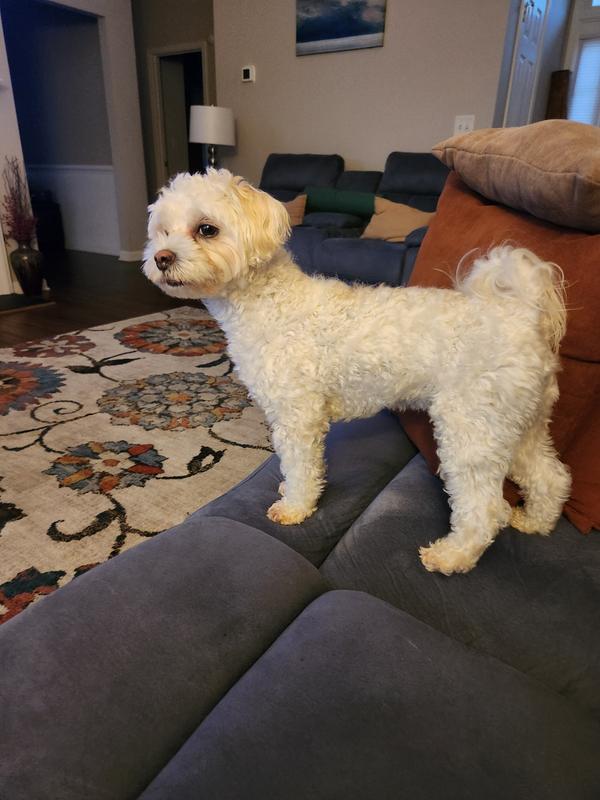 2 year old Maltipoo Bentley