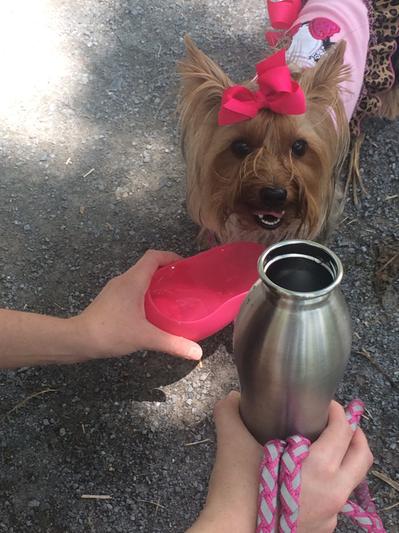 KONG® Insulated Dog Water Bottle