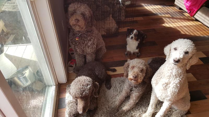 Doodles and more - Dreamydoodles