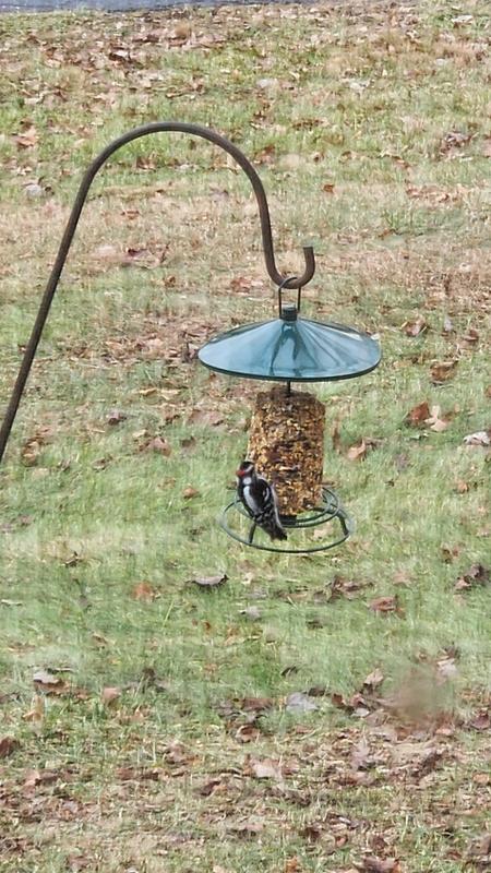 Downy woodpeckers love this seed log