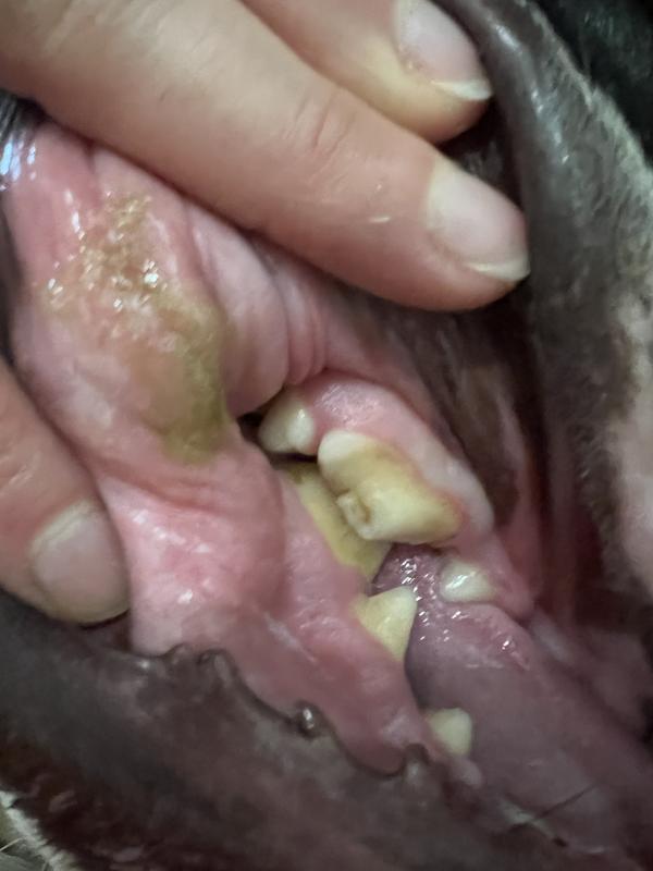 Better view of crown fracture, with dentin exposed