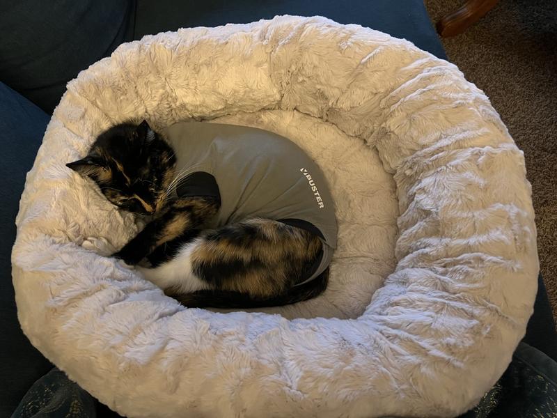 Kitty loves her new bed immediately