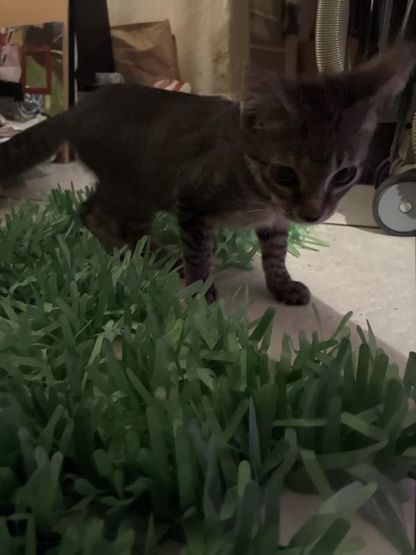 this is the largest remaining piece