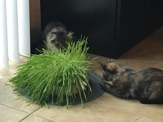 Worry and Poof eating Catit Design Senses Grass