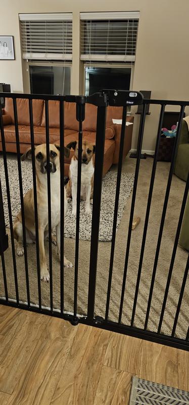 FRISCO Steel 3-Panel Configurable Gate, 41-in Height, Gray - Chewy.com