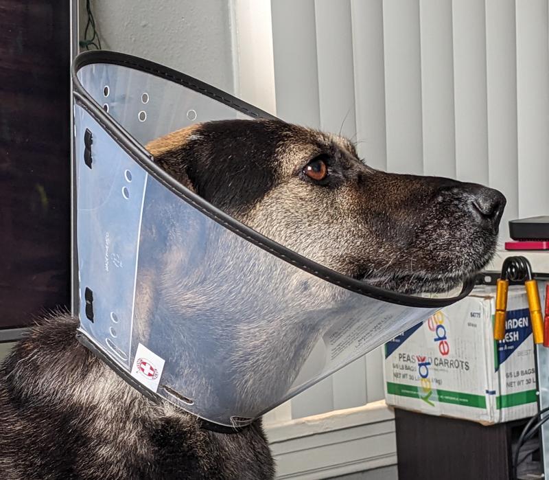 Shepsky mix with cone that's too short