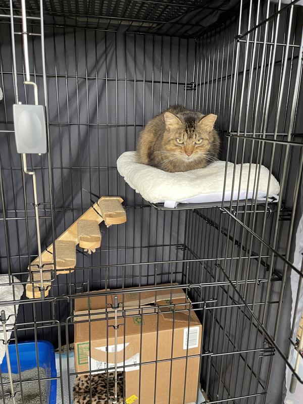 Chewy cat clearance cage