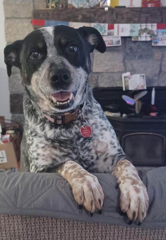 Maddie loves DENTASTIX
