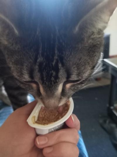 Won't let me take it to his bowl...lol. Wanted it NOW!